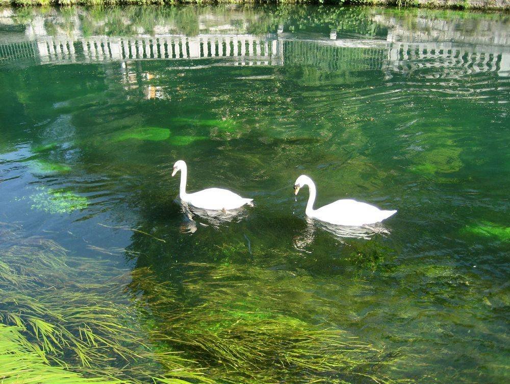 Italian Swans